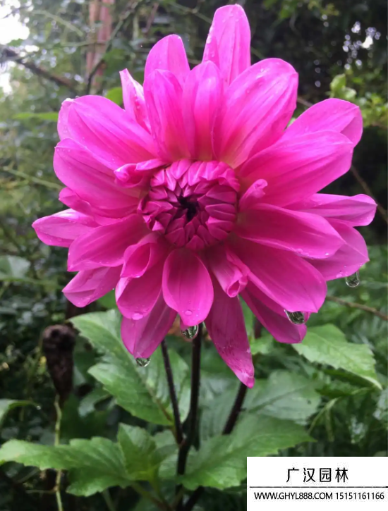 東洋菊