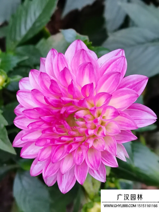 東洋菊