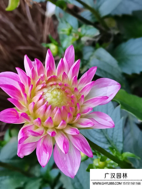 東洋菊