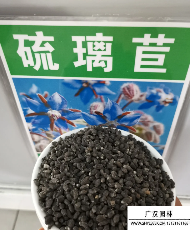 琉璃苣種子