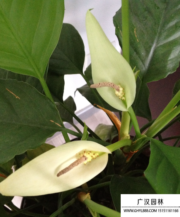 白鶴芋