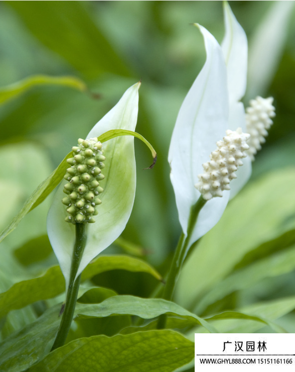 白鶴芋