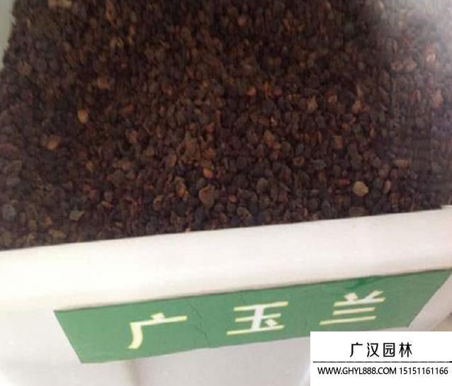 廣玉蘭種子
