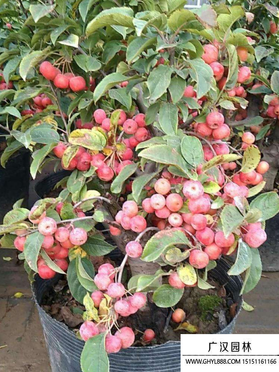 冬紅果