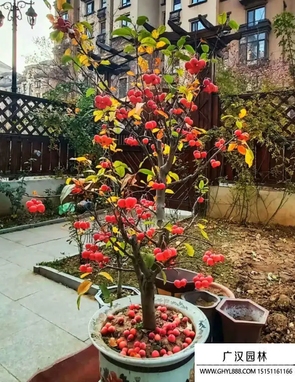 冬紅果