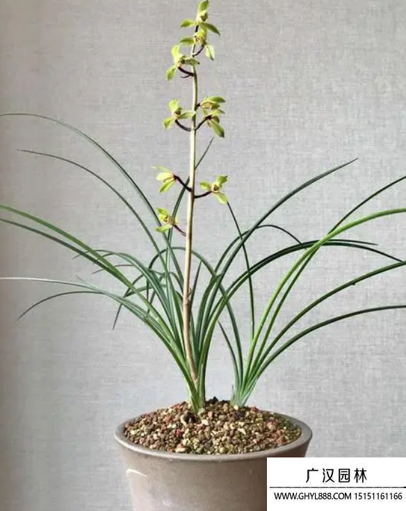 蕙蘭