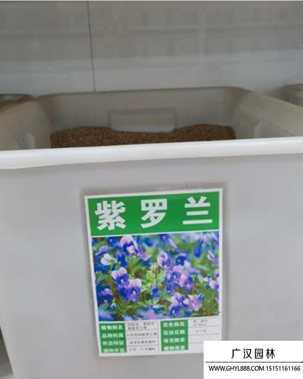 紫羅蘭種子