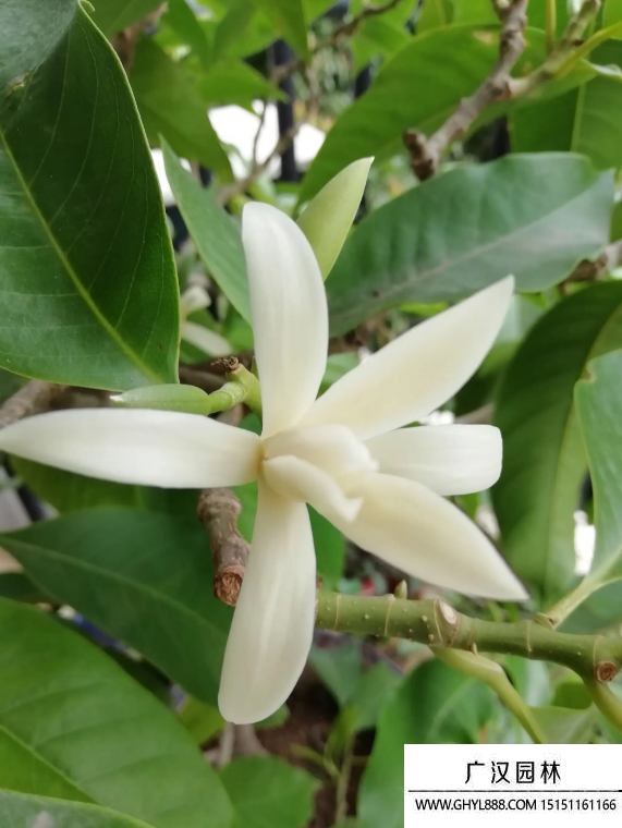 白蘭花