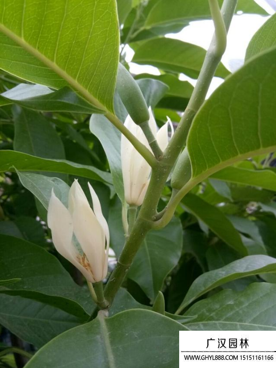 白蘭花