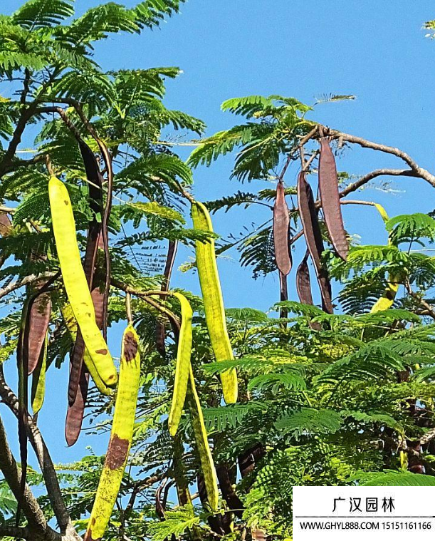 鳳凰樹種子