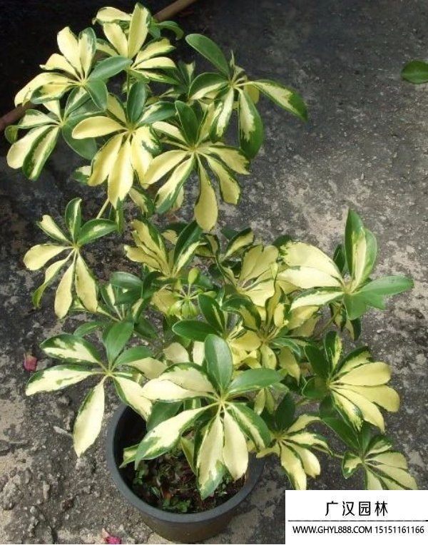 花葉鵝掌柴