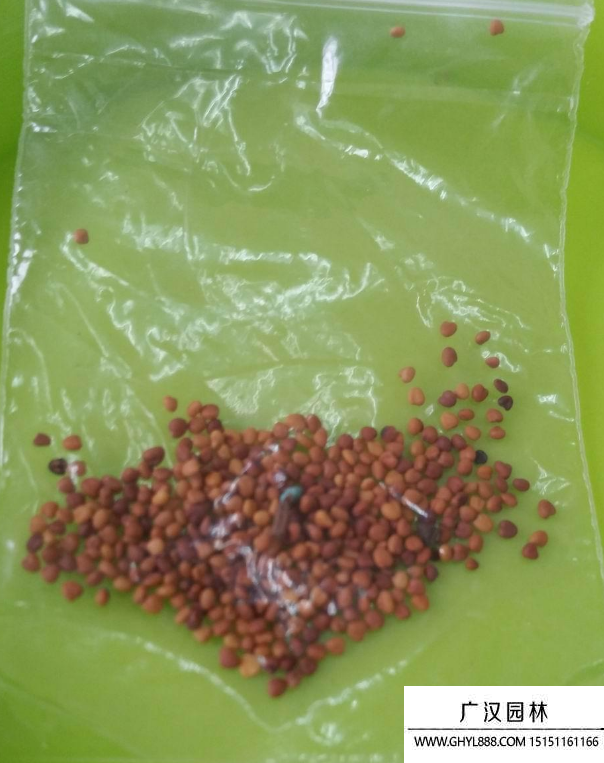 多肉種子