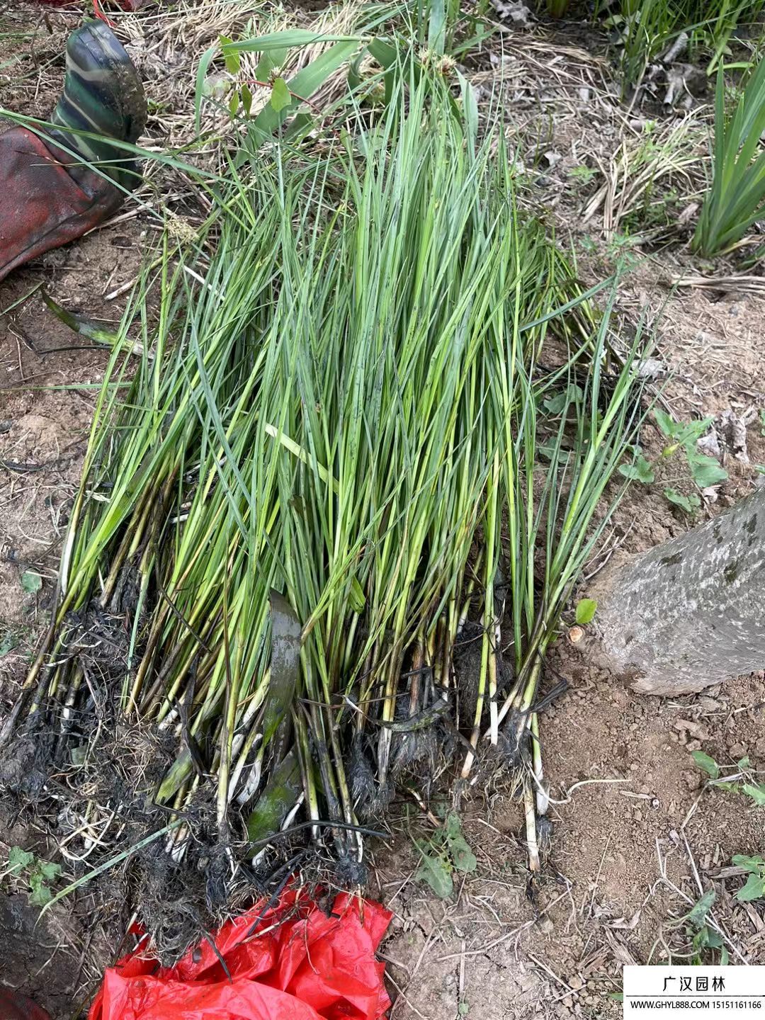 藨草 藨草