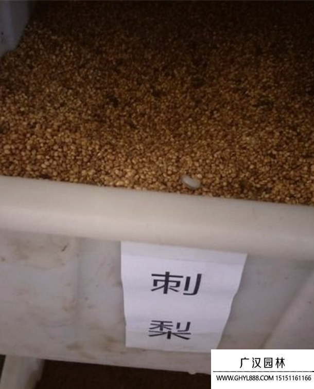 刺梨種子