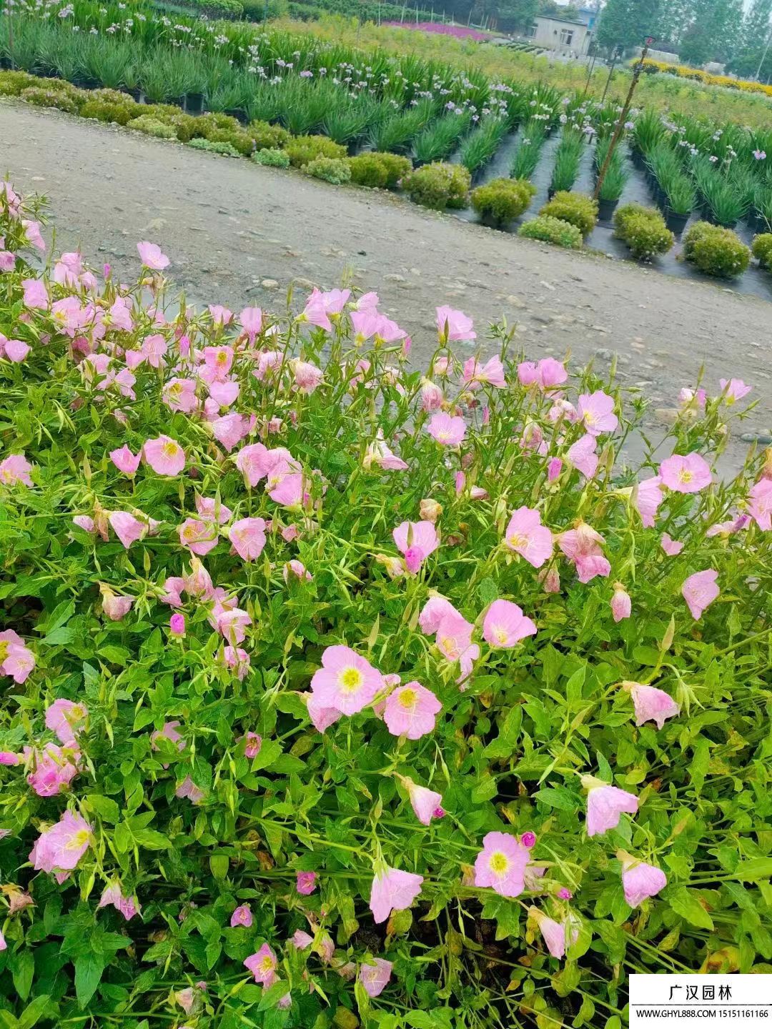 月見草