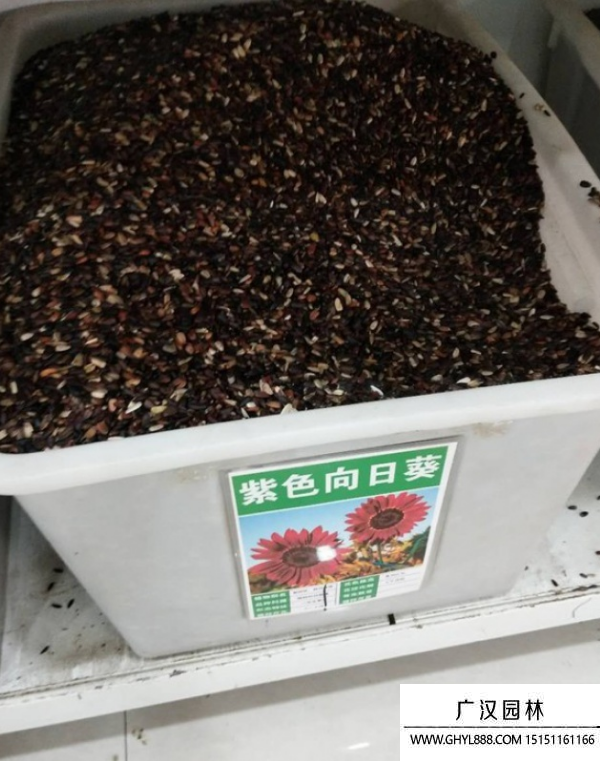 向日葵種子