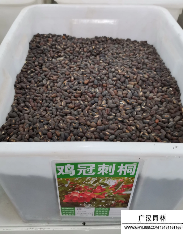 雞冠刺桐種子