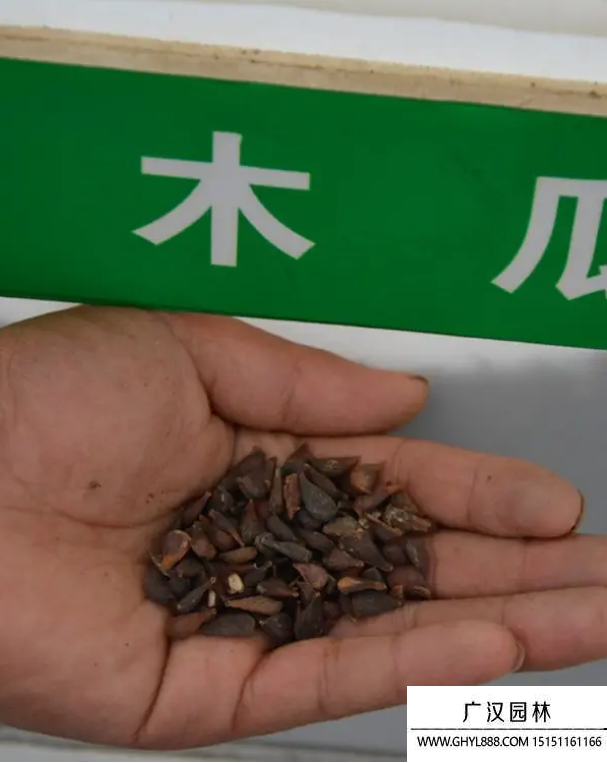 木瓜種子