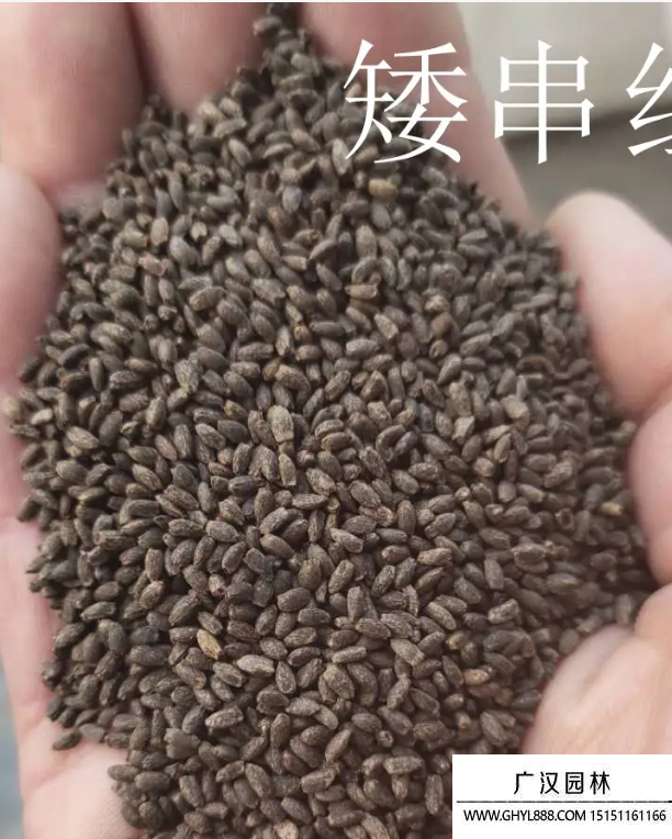 —串紅種子