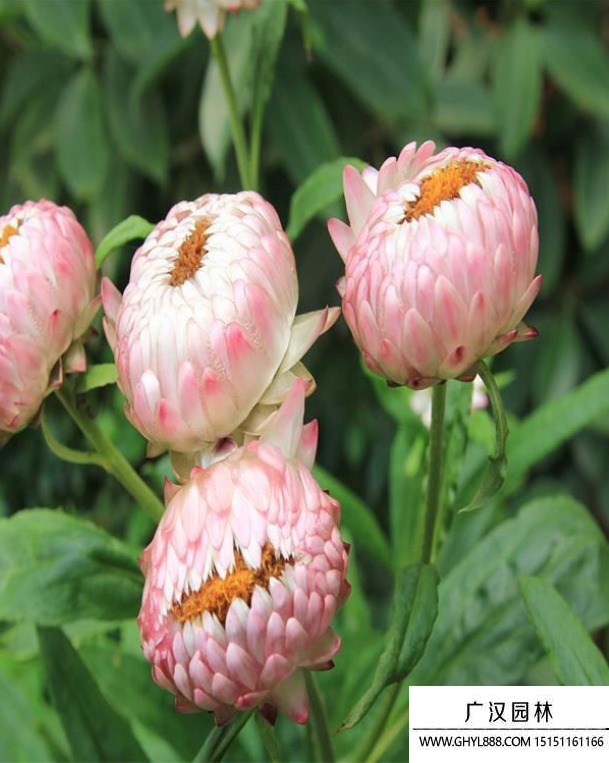 麥桿菊