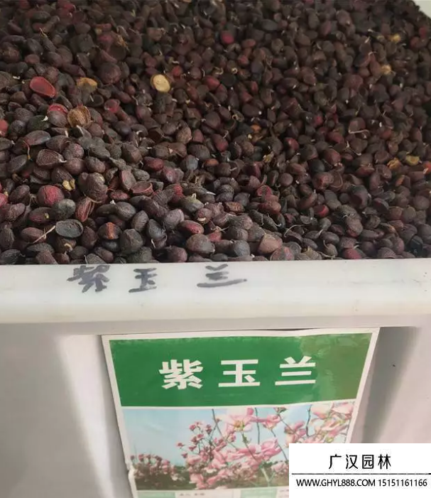 紫玉蘭種子