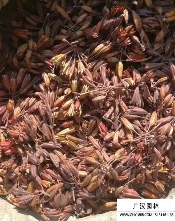 映山紅種子