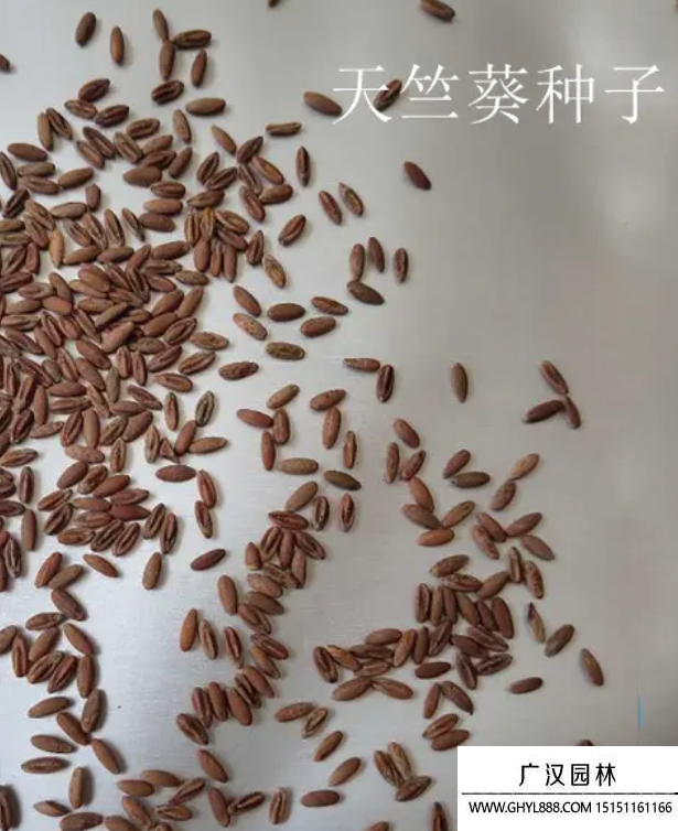 天竺葵種子