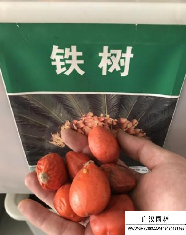蘇鐵種子