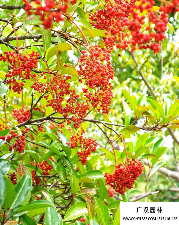 紅果冬青