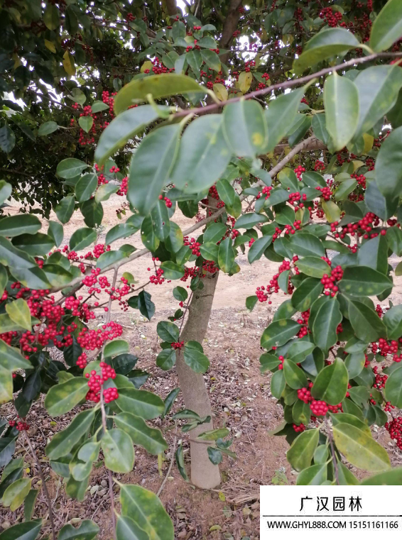 紅果冬青
