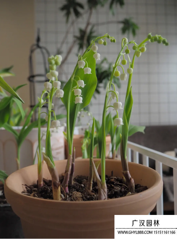 鈴鐺花
