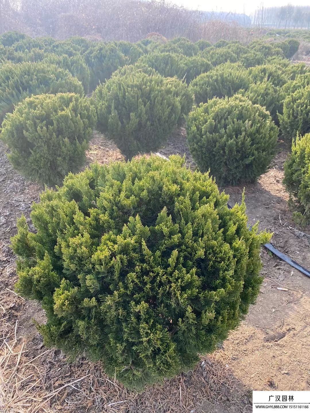 龍柏球