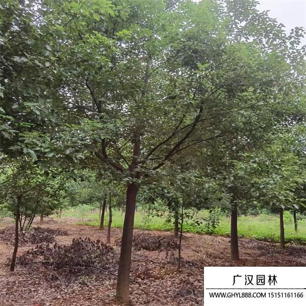 香樟樹