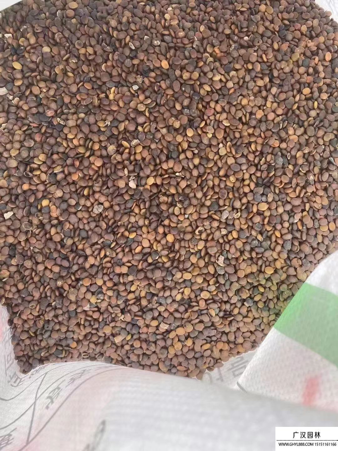 紫荊種子