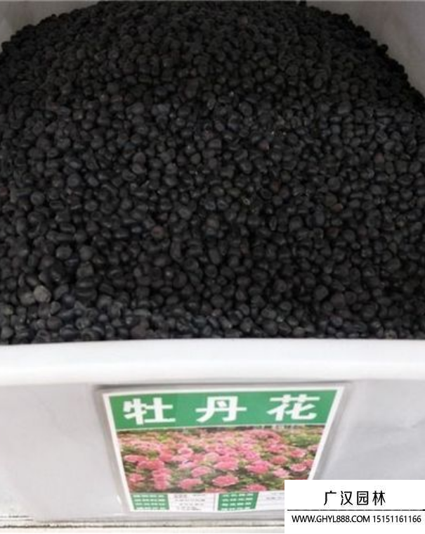 牡丹花種子