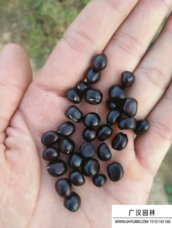 牡丹花種子