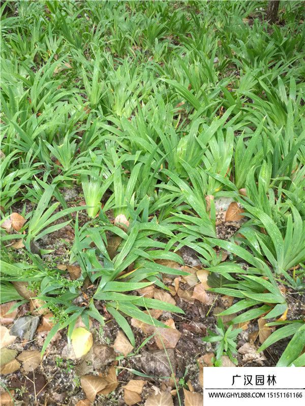 藍花鳶尾