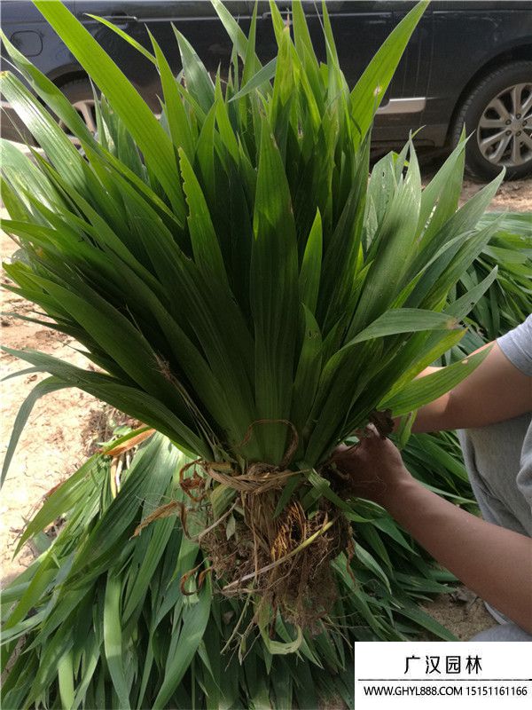 藍花鳶尾
