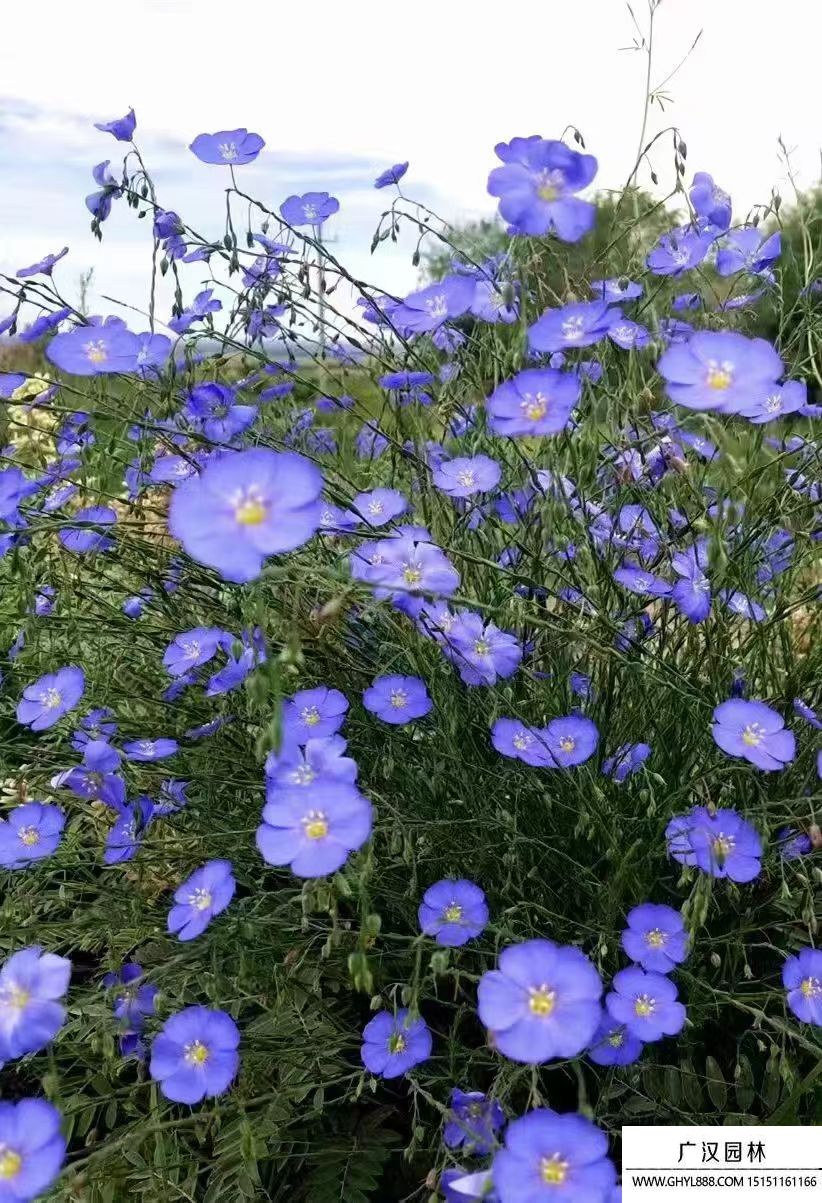 藍亞麻