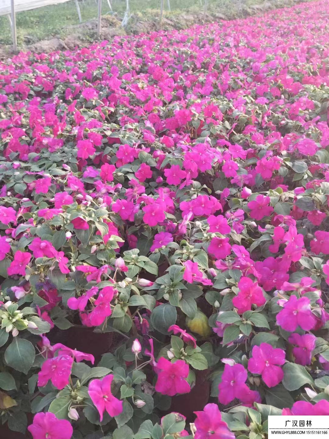 鳳仙花