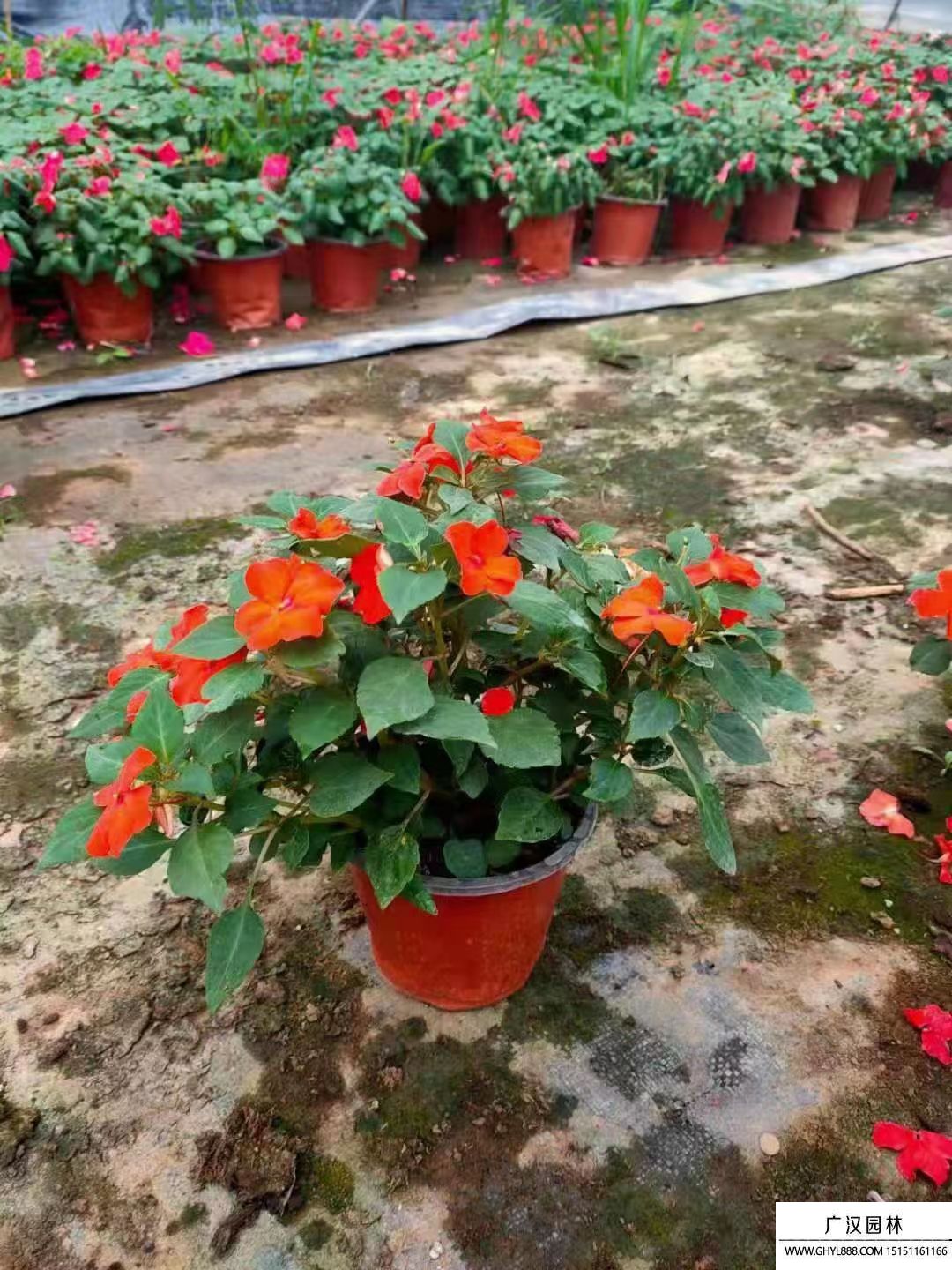 鳳仙花
