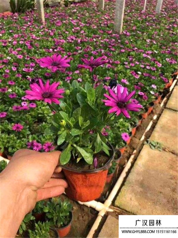 南非萬壽菊