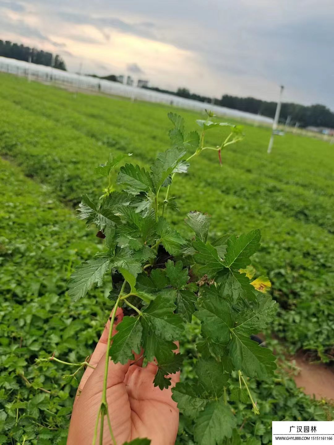 三葉委陵菜
