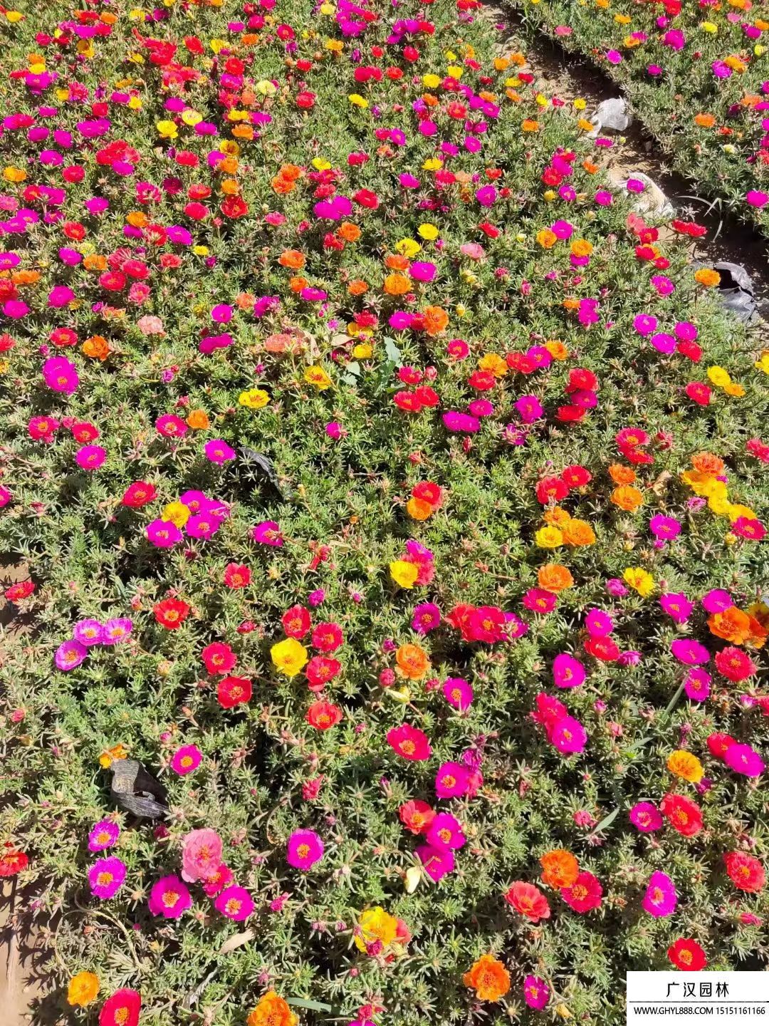 太陽花