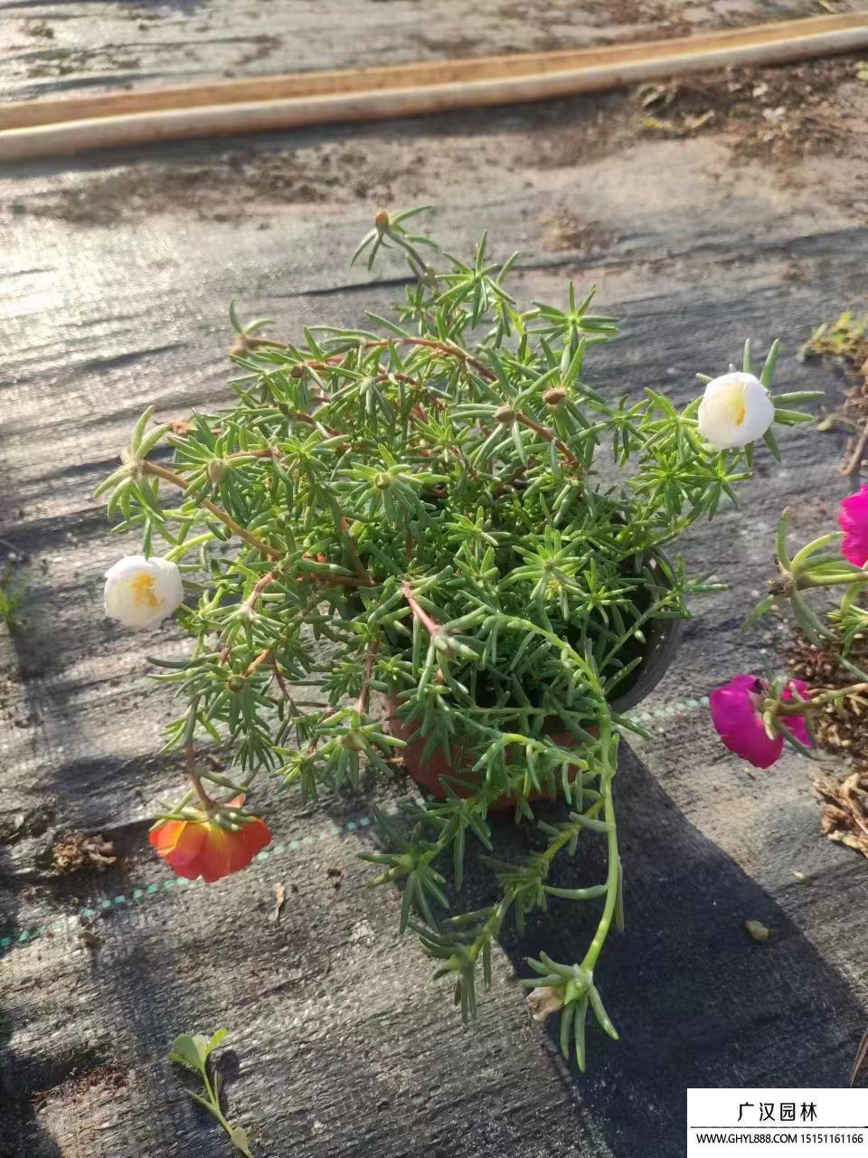 太陽花