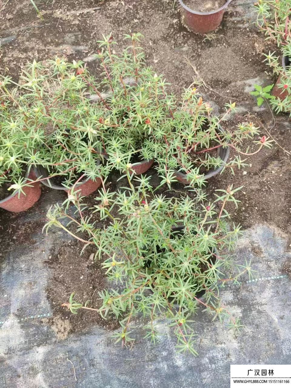 太陽花