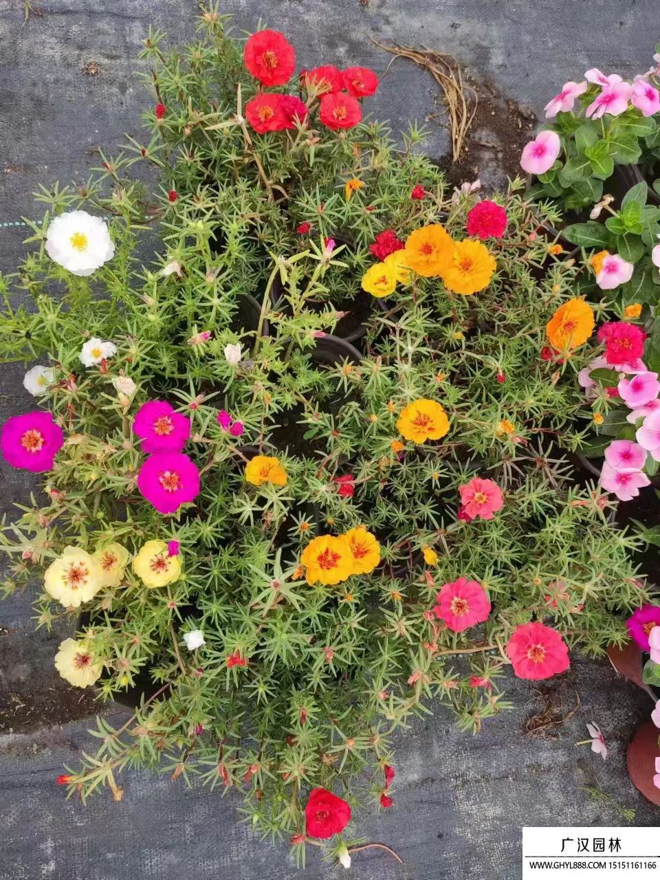 太陽花