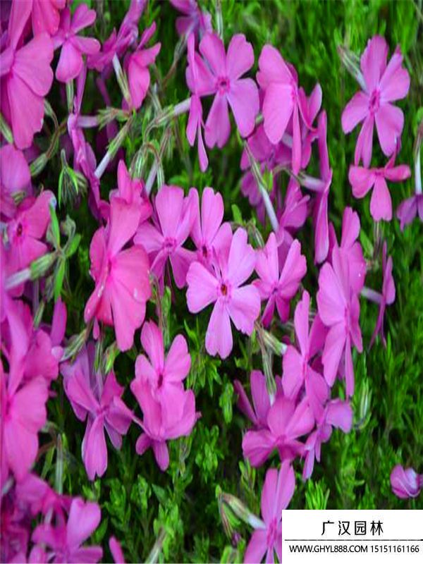 芝櫻