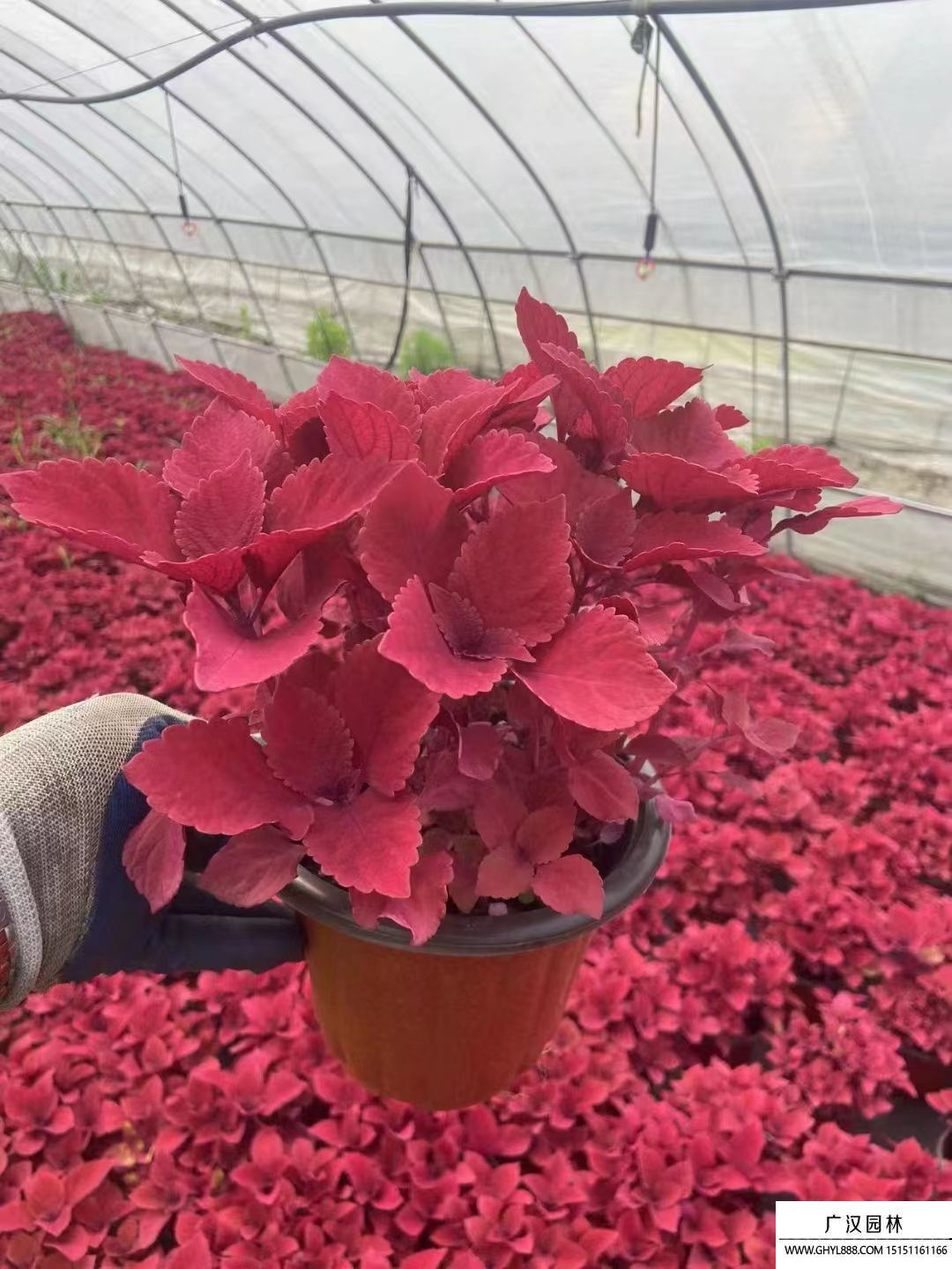 彩葉草