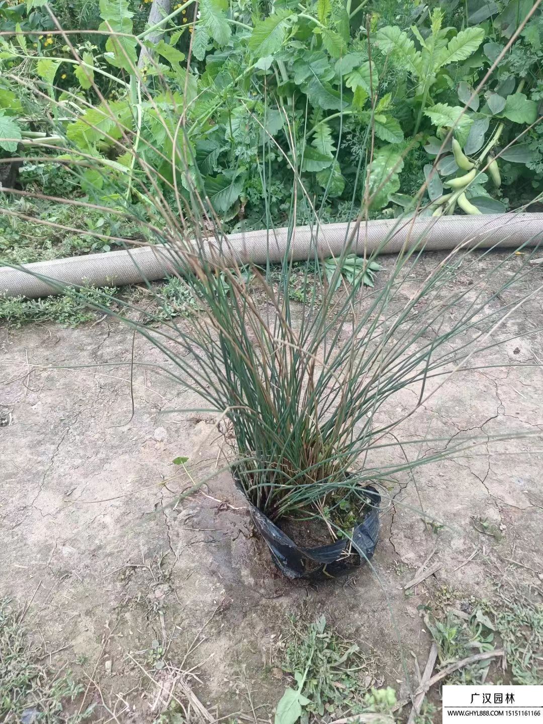 燈心草